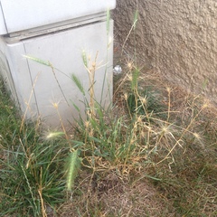 Hordeum murinum