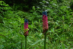 Amorphophallus kiusianus