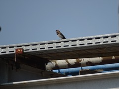 Lonchura leucogastroides