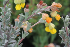 Hermannia trifoliata