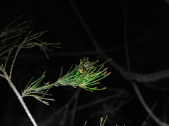 Scaptia auriflua
