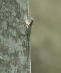 Lygodactylus mombasicus