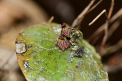 Pleurothallis matudana
