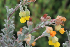 Hermannia trifoliata