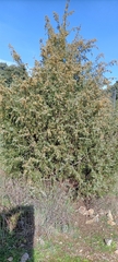 Juniperus oxycedrus