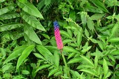 Amorphophallus kiusianus
