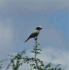 Eurocephalus anguitimens