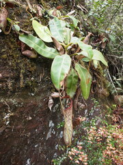 Nepenthes stenophylla