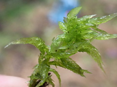Sphagnum denticulatum