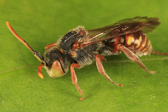 Nomada