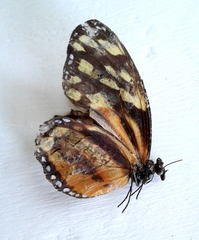 Tithorea harmonia
