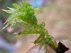 Sphagnum denticulatum