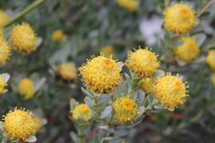 Leucadendron coriaceum