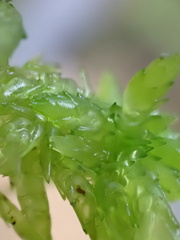 Sphagnum denticulatum