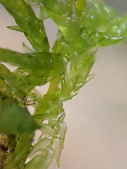 Sphagnum denticulatum