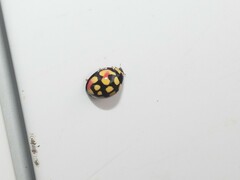 Cheilomenes sulphurea