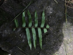 Gymnosphaera podophylla