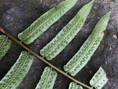 Gymnosphaera podophylla