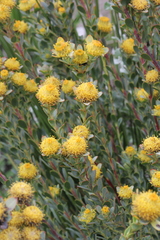 Leucadendron coriaceum