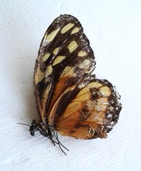 Tithorea harmonia