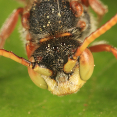 Nomada