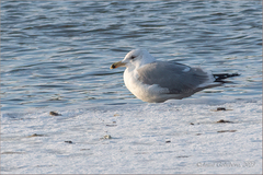 Larus cachinnans