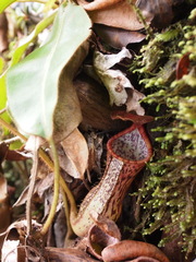 Nepenthes stenophylla