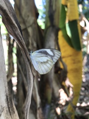 Appias libythea olferna