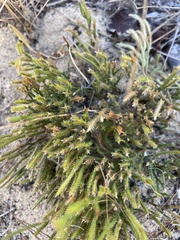 Selaginella arenicola