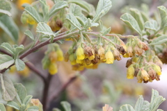 Hermannia holosericea