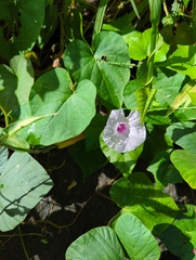 Ipomoea tiliacea