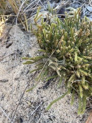 Selaginella arenicola