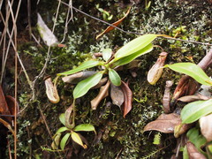 Nepenthes stenophylla
