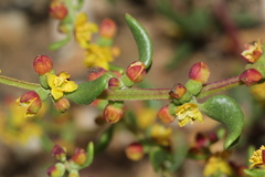 Tetragonia fruticosa