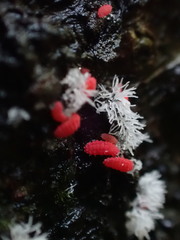 Bilobella braunerae
