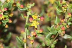 Tetragonia fruticosa