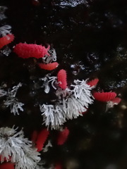 Bilobella braunerae