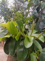 Antidesma bunius