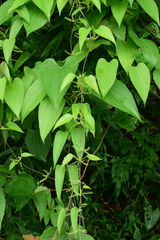 Dioscorea japonica
