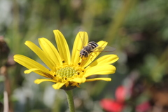 Betasyrphus intersectus