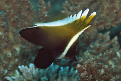 Heniochus varius