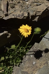 Grindelia chiloensis