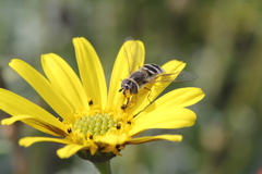 Betasyrphus intersectus