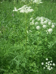 Pleurospermum uralense