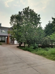 Antidesma bunius