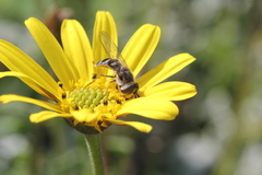 Betasyrphus intersectus