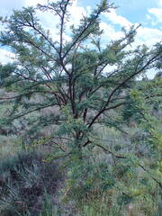 Vachellia robusta