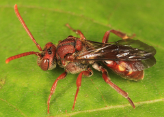 Nomada