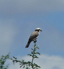 Eurocephalus anguitimens