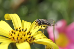 Betasyrphus intersectus